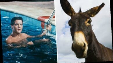 Photo of Elvis Presley ‘kept his donkeys in Graceland’s swimming pool’ admits Memphis Mafia member