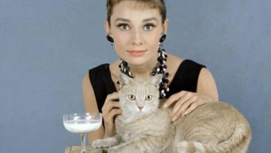 Photo of Audrey Hepburn’s 20 greatest films – ranked!