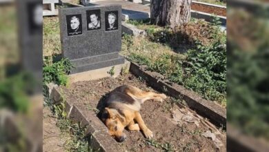 Photo of A Heartwarming Tale of Dog’s Devotion: Loyal Companion Refuses to Leave Owner’s Grave for 10 Days Straight