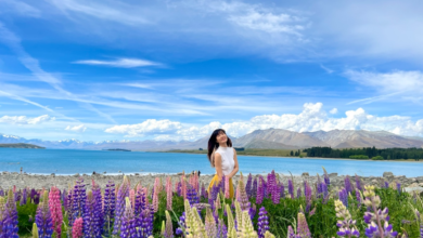 Photo of Cánh đồng hoa lupin đẹp như thiên đường ở New Zealand